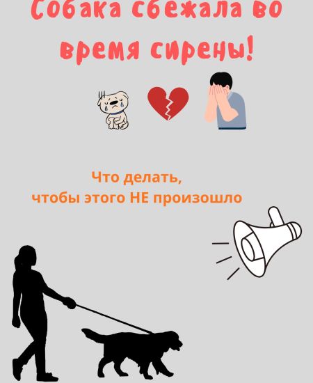 Гайд «Собака сбежала во время сирены!»