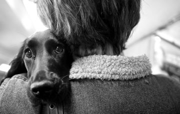 Сравнение возраста собаки и человека