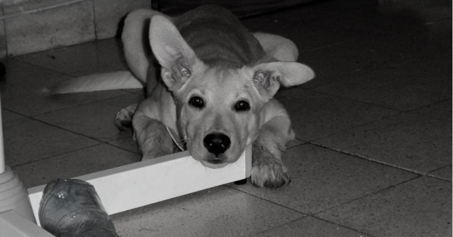 Собака-подросток