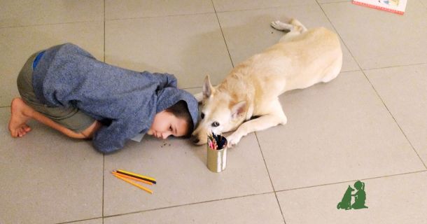 Что важно знать ребенку о собаке или кошке