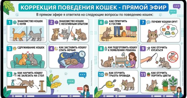 Эфир по коррекции поведения кошек