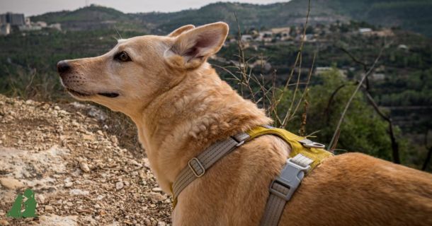 Канистерапия - реальные истории. Страх собак, урок 2