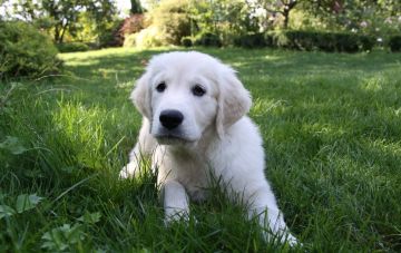 Когда выводить щенка на улицу первый раз