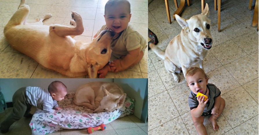 О чем собака мечтает сказать ребенку