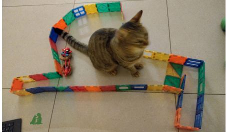 Развивающие игры кошкам