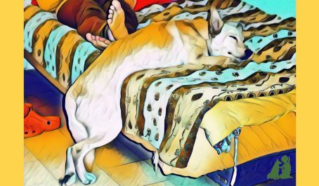 Общее у детей и собак - "границы"