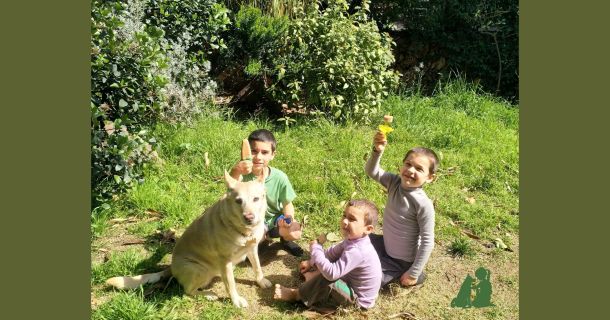 Совместный выгул детей и собак - чему научить собаку