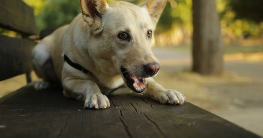 Воспитание собаки: памятка хозяевам