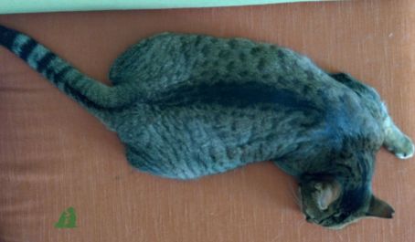 Интеллектуальные игры кошкам