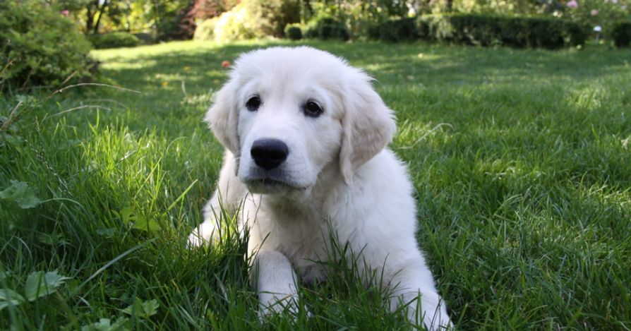 Когда выводить щенка на улицу первый раз