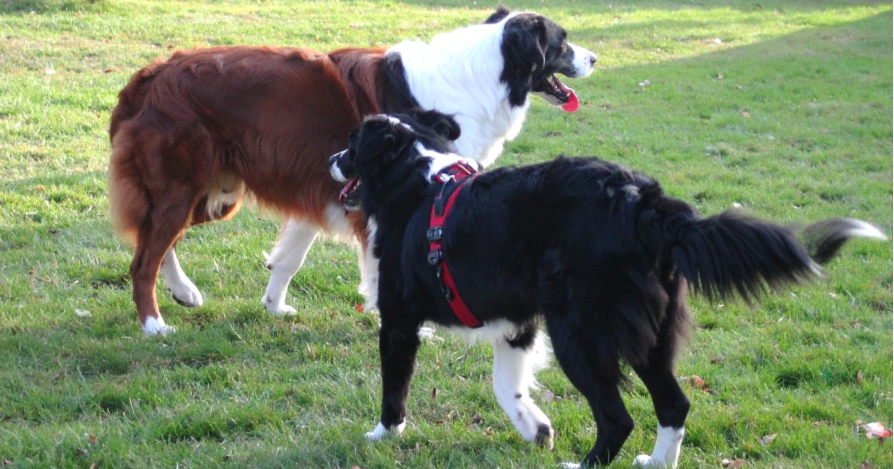 Почему при встрече собаки поворачиваются друг к другу спиной, боком?