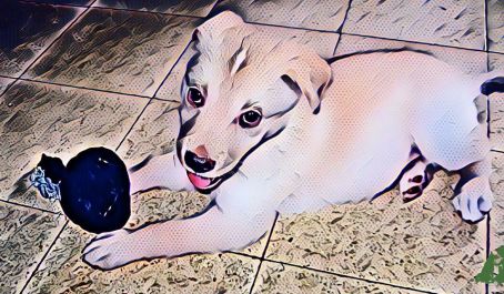 Общее у детей и собак - "сенсорное развитие"