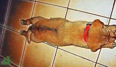 Общее у детей и собак - "следование за"