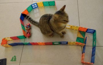 Развивающие игры кошкам