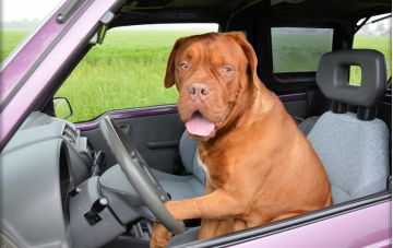Как приучить собаку к машине?