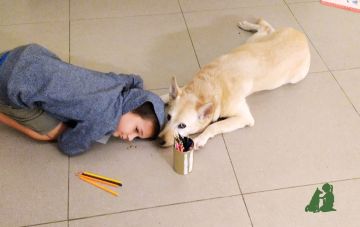 Что важно знать ребенку о собаке или кошке