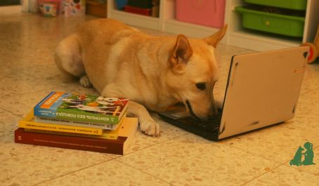 Если собака мешает вам работать из дома: обучение выдержке