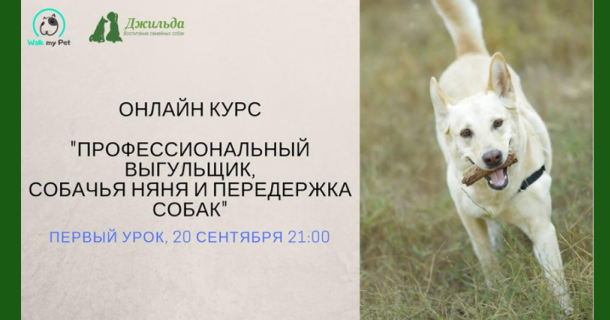 Обучающий онлайн курс профессиональных догситтеров