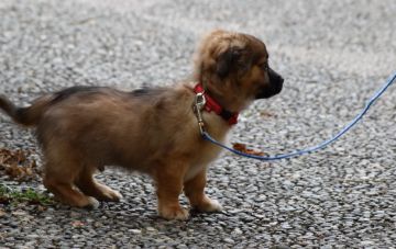 Как приучить щенка к поводку