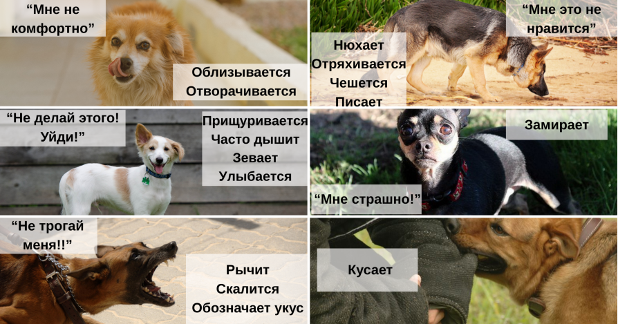 Как избежать укуса собаки