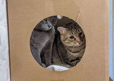 Коррекция поведения кошек