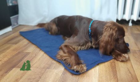 Протокол релаксации: собакам и кошкам