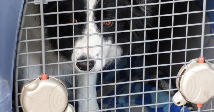 Клетка для собаки - издевательство или спасение?