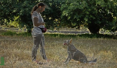 Общее у детей и собак - "метод Премака"