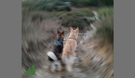 Общее у детей и собак - "лидер"