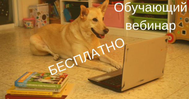 Профессиональный выгульщик, собачья няня и передержка собак