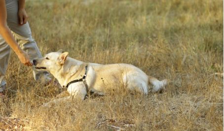 Метод наведения в дрессировке собак: команда "Лежать"