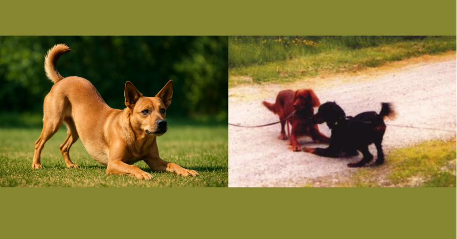 Игровой наклон - о чем говорит собака?