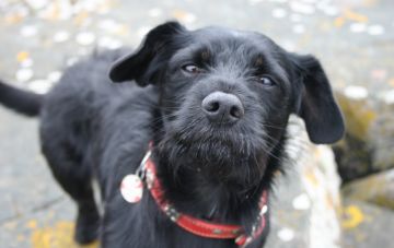 Значение кличек