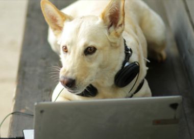 Онлайн-консультации