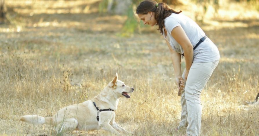 Сколько стоит дрессировка собак в Израиле