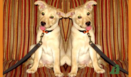 Общее у детей и собак - "переключение"