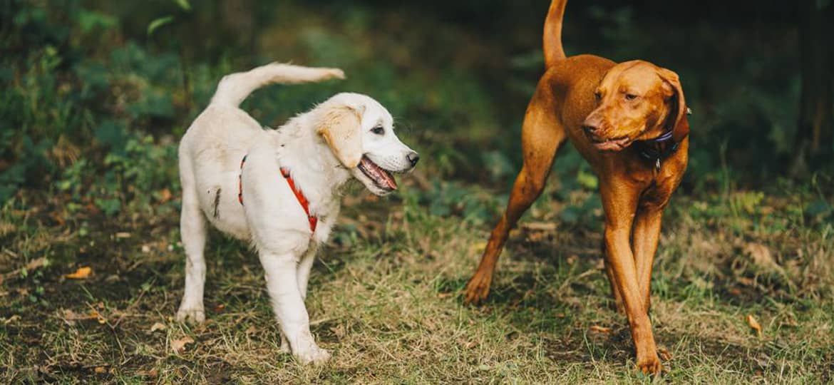 Выбор породы и щенка в Москве
