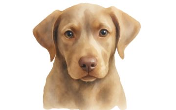 Расходы на собаку - всё так плохо?