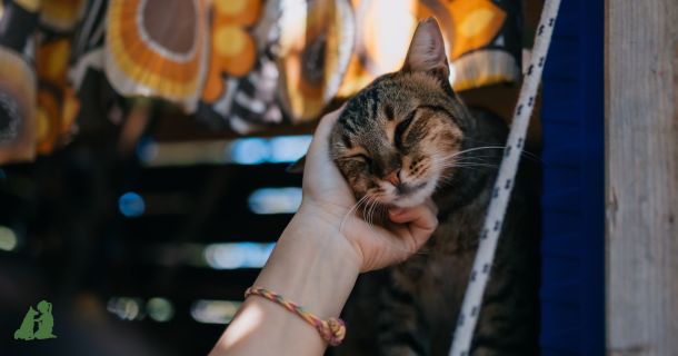 Как приучить кошку к рукам?