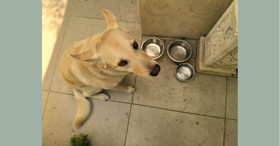 Собака просит ласки? Часть 3, заключительная