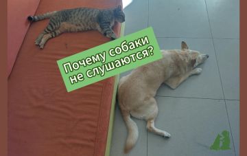 Почему собака не слушается? 14 причин