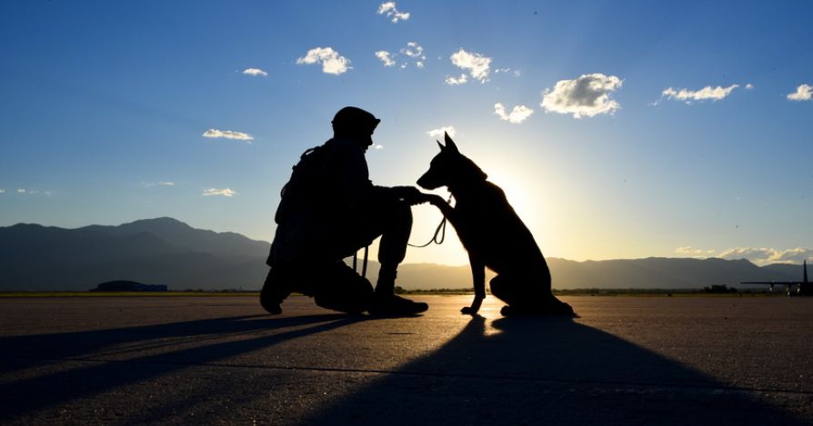 Как научить собаку слушаться и понимать хозяина