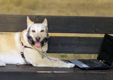 Сопровождение на месяц