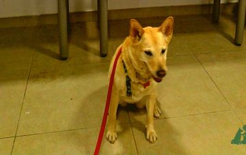 Тест на пригодность собаки-ассистента канистерапевта