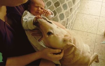 Знакомство собаки с новорожденным: техника безопасности