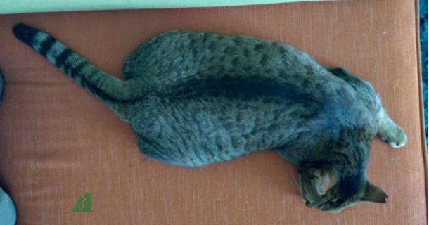 Интеллектуальные игры кошкам