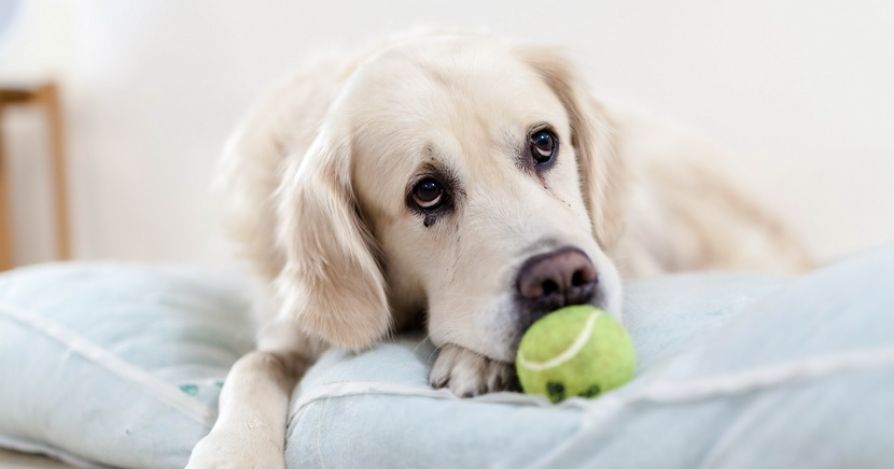 Моя собака знает все команды, но не всегда их выполняет: почему?