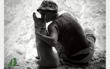 Собака обучена командам, но проблемы поведения остались