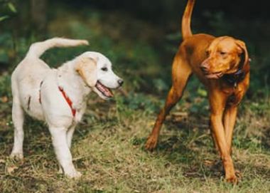 Выбор породы и щенка в Москве