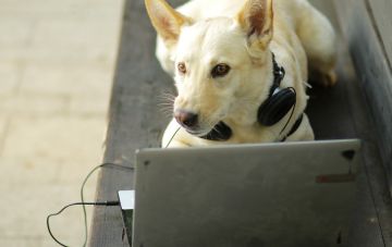 Консультация кинолога онлайн. Зачем мне это?